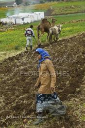 Image du Maroc Professionnelle de  Mohamed agriculteur aux environ d’El Jadida utilise une charrue tiré par un mulet et un chameau, l’emploi d’animaux de bâts de forces différentes s’impose à cause du bon voisinage des deux bêtes contrairement à deux chameaux qui perdent leur temps à se mordre à tour de rôle. Seul inconvénient le tracé de la charrue rend qui prend la forme d’un arc sur les grands champs contrairement aux lignes presque droites habituelles. Au premier plan la femme de l'agriculteur, suit derrière en semant les grains au milieu du tracé fait par la charrue, Jeudi 3 Mars 2005. (Photo / Abdeljalil Bounhar)